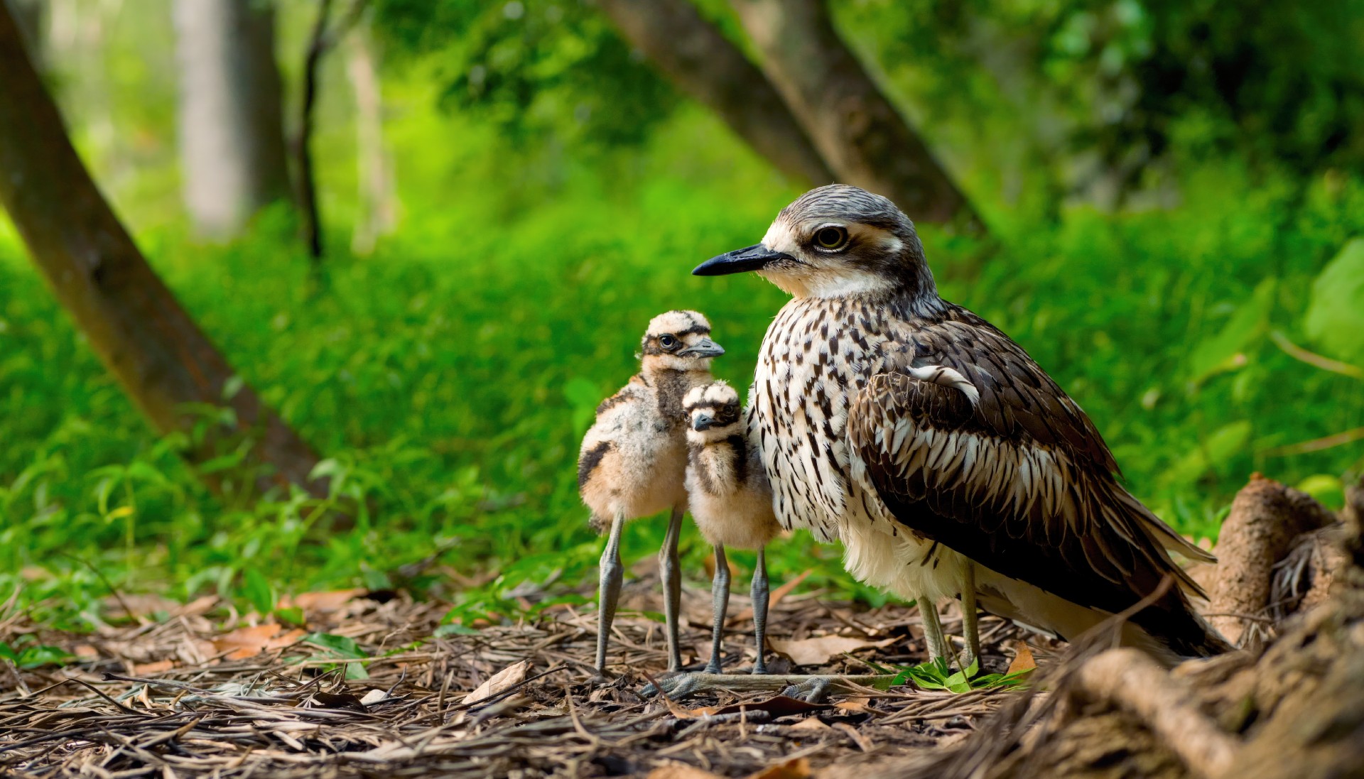 A Bush Stone-Curlew with two chicks on the forest floor